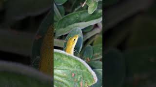 wildlife herping anole lizard [upl. by Eirrotal]