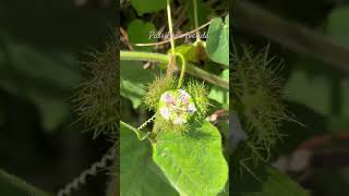 nature passiflora Passiflorafoetida [upl. by Map]