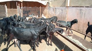 बकरी की टॉप नस्ल बीटल कैसे पहचान Bhawani goat farm🐐🐐 [upl. by Aerdnaek]