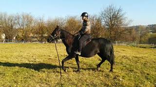 Treeless saddle test  GHOST [upl. by Iramohs398]