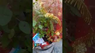 Tulsi tulsi viralvideo [upl. by Janina157]