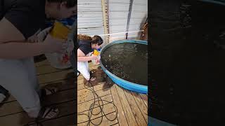 Feeding Croaker fishing seafood livebaitfishing cheetos hotcheeto croaker bait livecrab [upl. by Donaugh644]