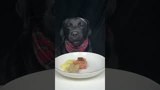 Teaming dumplings Black Labrador Cute dog debut plan Oh my god it smells so good [upl. by Asserac]