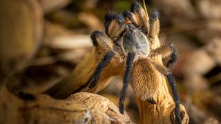 Natures Sapphire in the Socotra Spider Kingdom  Monocentropus balfouri [upl. by Kcin]