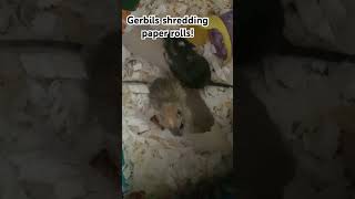 Gerbils shred a paper tube gerbils gerbil gerbilgang spedup [upl. by Nylssej]