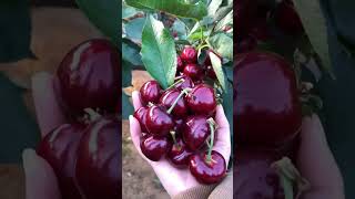 HighYield Cherry Tree Seeds seedscherry [upl. by Ainod]