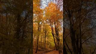 autumnwalk in skipton woods northyorkshire on a sunny morning [upl. by Ahteral377]