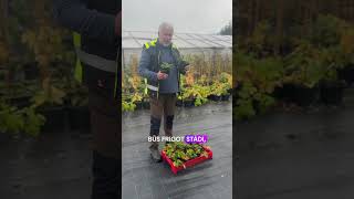 Zemeņu stādi 2025gadam farming garden gardening agriculture strawberry [upl. by Sidnal]