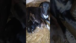 Aise bhole Bankar hai baithe viralvideo streetdog mother viral song puppy [upl. by Lletnwahs332]