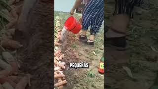 ¿Por qué los chinos prensan madera en los campos de cebollas😮 shortsvideo [upl. by Tijnar]