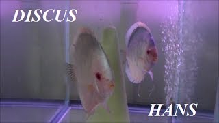 WATER CHANGES IN THE DISCUS HANS FISH HOUSE [upl. by Nikolos218]