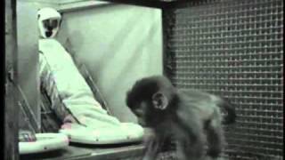 Harlows Studies on Dependency in Monkeys [upl. by Einalem]