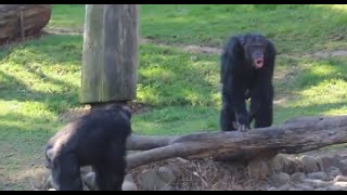 Chimpanzee sounds  Common Chimpanzee Pan troglodytes making Chimp noises [upl. by Nosliw932]