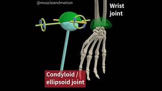 CONDYLOID JOINT [upl. by Akemihs139]