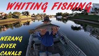 NERANG RIVER WHITING 7TH JUNE 2024 [upl. by Attenwahs]