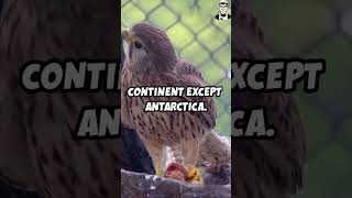 Amazing Facts About the Peregrine FalconPeregrineFalcon FastestAnimal Wildlife BirdsofPreyFact [upl. by Anahpos]