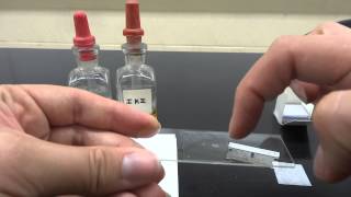 Lab 3 Part 1  How to make a wet mount [upl. by Aksel]