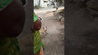 Ma owneramma epodhu chicken chesindhi ‎Nlbvrm dog animalfundub dogloverpets petloversshorts [upl. by Htnamas]