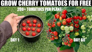 How To Grow Tomatoes  Cherry Tomatoes [upl. by Schlicher]