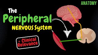 What is the PNS Classification Spinal Nerve  Clinical Relevance [upl. by Lanfri]