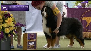 Bernese Mountain Dogs  Breed Judging 2023 [upl. by Ahse]