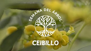 Ceibillo  Árbol Nativo de la Cuenca del Río de la Plata [upl. by Pelpel]