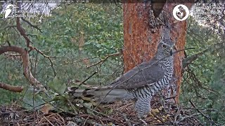 Goshawks RigaBKUS 🐝27 September [upl. by Adele659]