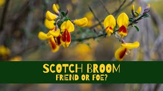 Scotch Broom  Friend or Foe [upl. by Ahsieit]