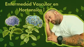 Descubre cómo detecto enfermedades vasculares en mis hortensias [upl. by Fan]