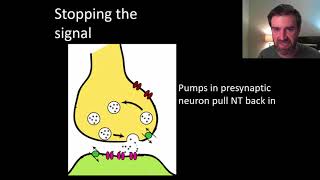 Neurons part 3 of 3 activity at a synapse [upl. by Moffat]