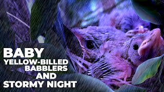 BABY YELLOWBILLED BABBLERS AND STORMY NIGHT  YELLOWBILLED BABBLER  DEMALICHCHA [upl. by Macmullin]