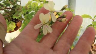 Species pelargoniumPelargonium triste in flower [upl. by Bartley]