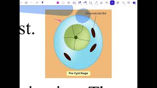 تحليلات paracite 1 Ehistolytica part 2 [upl. by Giordano]