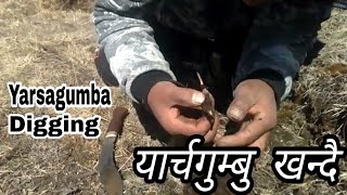 Yarsagumba Cordyceps sinensis Digging Manang Nepal [upl. by Bradski]