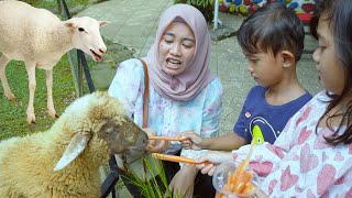 ADUH SAKIT DIGIGIT KAMBING 🥵🐑 Liburan Sekolah Kasih Makan Hewan  Ali vlog [upl. by Ysnap]