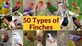 50 Types of finches Finch bird varieties 50 Types of finches with names Part1 My first video [upl. by Ennovart914]