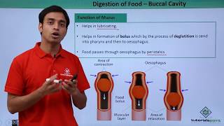 Class 11th – Digestion of Food  Buccal Cavity  Digestion and Absorption  Tutorials Point [upl. by Saiff]