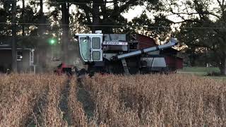 Gleaner F2 Harvesting Soybeans [upl. by Palermo]