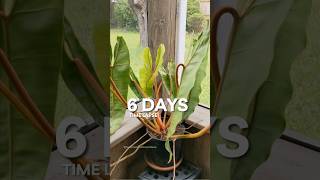 Philodendron Billietiae new leaf houseplants planttimelapse [upl. by Georgianne]