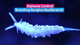 Aiptasia Control  Breeding Berghia Nudibranch [upl. by Assirehs963]