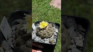 Would you like to see where Copiapoa hypogaea lizard skin comes from [upl. by Ayotaj]