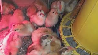 Newly hatched chicks are on the 3rd day [upl. by Temp]