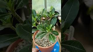 Adenium multiflorum 🌱 fromseed garden gardening greenhouse plants nature caudex succulents [upl. by Anitel]