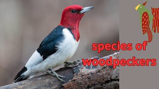 10 species of woodpeckers in Montana [upl. by Annaiek]