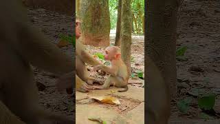 232 Cutebabymonkeys cuteMonkeysanimals [upl. by Ennyletak632]