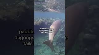 Manatees vs dugongs [upl. by Collin756]