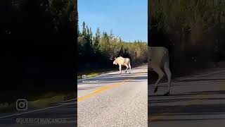 Un magnifique orignal blanc observé en Abitibi🤩 [upl. by Nahtnoj]