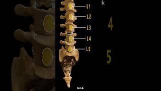 Vertebral Column Anatomy Explained  3D Animation [upl. by Anead]