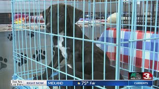 WF Animal Services hopes ordinances increases adoptions [upl. by Loferski]