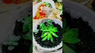 Succulent Repotting plants alocasia houseplants garden [upl. by Johnnie]